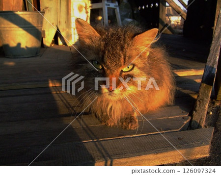 A fluffy cat lounges on a wooden porch, bathed in warm sunlight. The late afternoon light highlights its expressive eyes and soft fur, creating a serene atmosphere in a rustic environment. A fluffy cat lounges on a wooden porch, bathed in warm sunlight. The late afternoon light highlights its expressive eyes and soft fur, creating a serene atmosphere in a rustic environment. 126097324