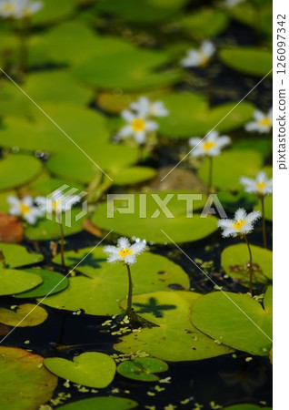 Gagaputa花 126097342