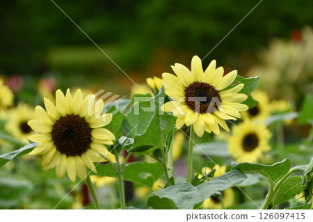 Sunflower "Valentine" Sunflower "Valentine" 126097415