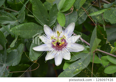 Clock plant "Passiflora Clear Sky" 126097416