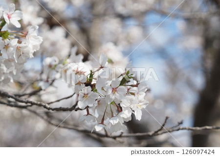 Cherry blossoms in full bloom and blue sky Cherry blossoms in full bloom and blue sky 126097424