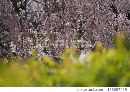 油菜花和櫻花的散景 油菜花和櫻花的散景 126097429