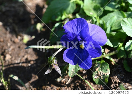 藍紫色的花 藍紫色的花 126097435