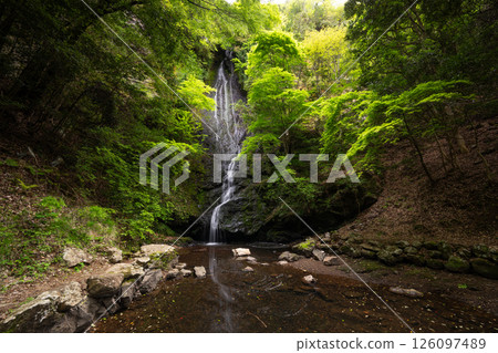 Kototaki Falls with fresh greenery (Kyoto Prefecture, Funai District, Kyotanba Town) Kototaki Falls with fresh greenery (Kyoto Prefecture, Funai District, Kyotanba Town) 126097489