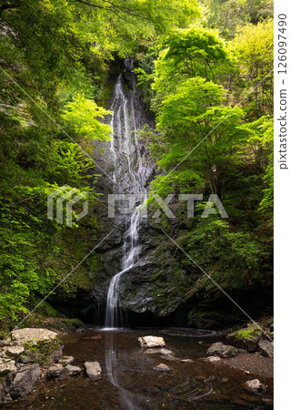 Kototaki Falls with fresh greenery (Kyoto Prefecture, Funai District, Kyotanba Town) Kototaki Falls with fresh greenery (Kyoto Prefecture, Funai District, Kyotanba Town) 126097490