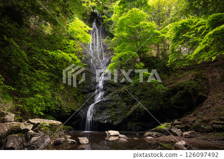 Kototaki Falls with fresh greenery (Kyoto Prefecture, Funai District, Kyotanba Town) 126097492