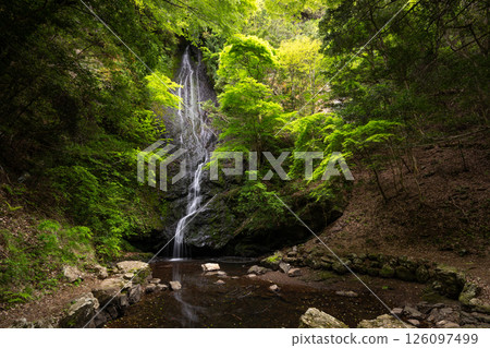 Kototaki Falls with fresh greenery (Kyoto Prefecture, Funai District, Kyotanba Town) 126097499