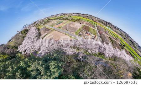 「埼玉縣」用360度相機拍攝的春天見沼稻田、櫻花走廊 126097533