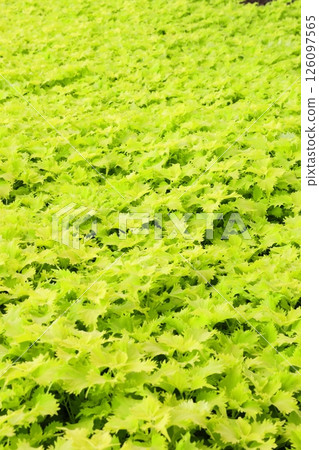 艷麗的熱帶植物 艷麗的熱帶植物 126097565