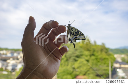 A swallowtail butterfly emerged on the balcony. 126097681