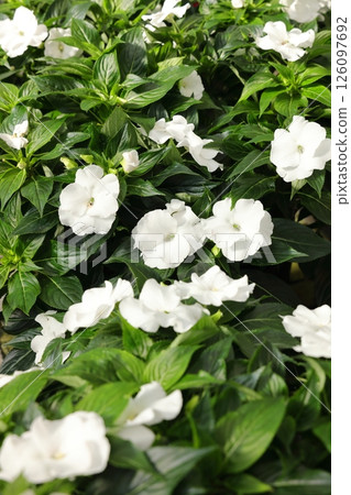 艷麗的熱帶植物 艷麗的熱帶植物 126097692