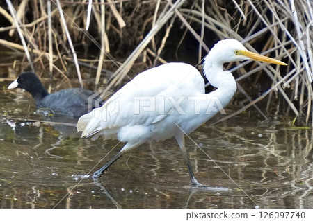 一隻白色的水鳥沿著水邊行走 一隻白色的水鳥沿著水邊行走 126097740