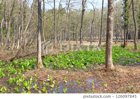 越倉自然花園 126097845