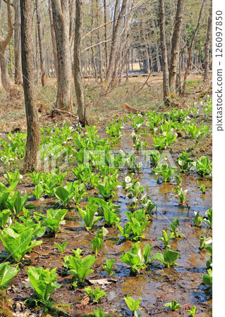 Ochikura Nature Garden 126097850