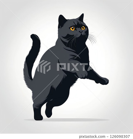 Jumping British Shorthair 126098307
