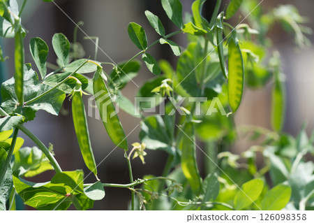 野外蚱蜢 野外蚱蜢 126098358