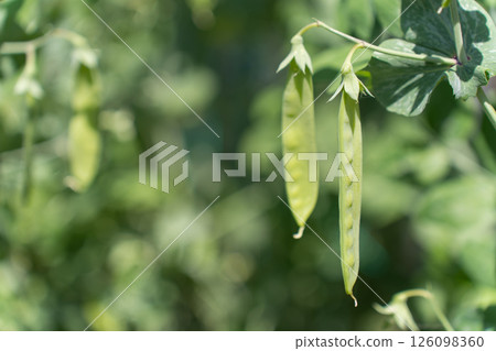 野外蚱蜢 126098360