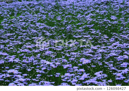 Kitayama Yuzen Chrysanthemums at Dawn 126098427