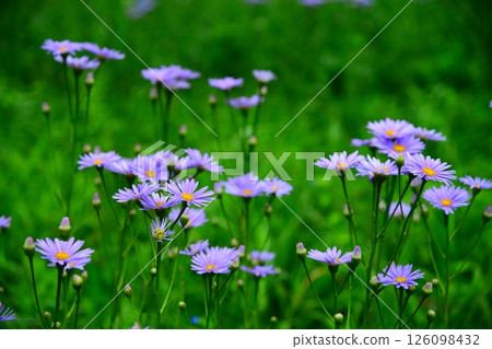 黎明時的北山友禪菊花 126098432