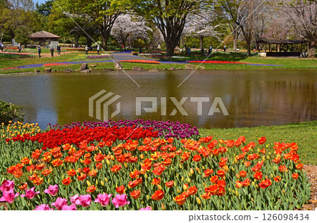 鬱金香和櫻花盛開的春天風景 126098434
