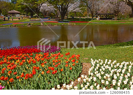 鬱金香和櫻花盛開的春天風景 126098435