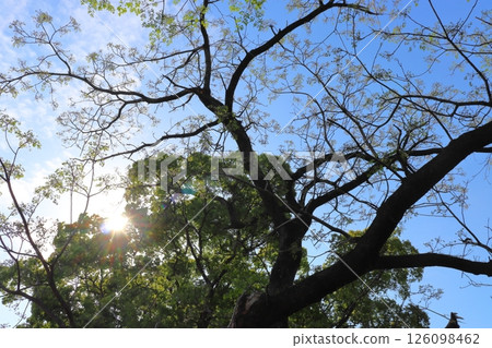 Aozora太陽能樹 Aozora太陽能樹 126098462