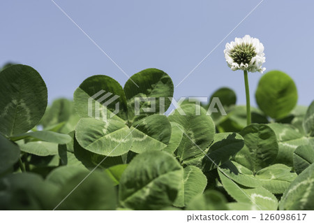 四片葉子三葉草和藍天 四片葉子三葉草和藍天 126098617