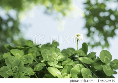 A four-leaf clover found in the shade of a tree in the park A four-leaf clover found in the shade of a tree in the park 126098619