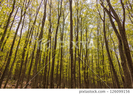 Appi Highlands beech secondary forest in May Appi Highlands beech secondary forest in May 126099156