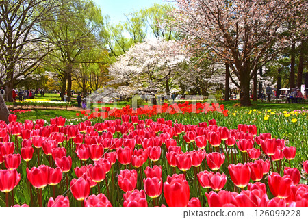 A spring landscape with tulips and cherry blossoms in full bloom A spring landscape with tulips and cherry blossoms in full bloom 126099228