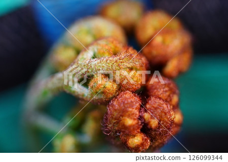 蕨菜的特寫 蕨菜的特寫 126099344