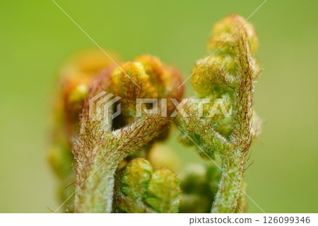 蕨菜的特寫 126099346