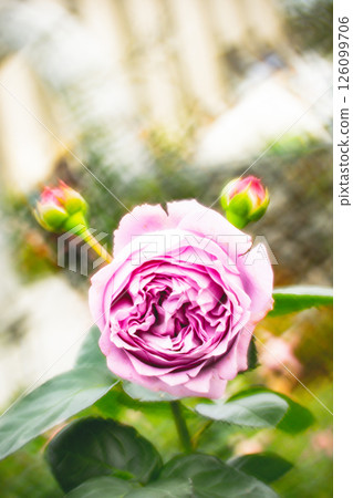rose rose 126099706