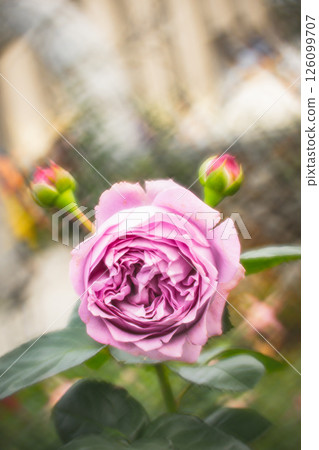 玫瑰 玫瑰 126099707