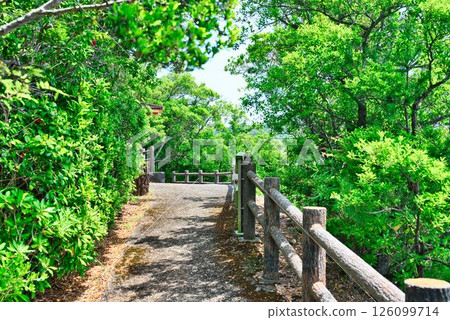 The promenade leading to the Ebisu Cave observation deck 126099714