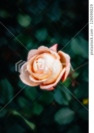 玫瑰 玫瑰 126099829