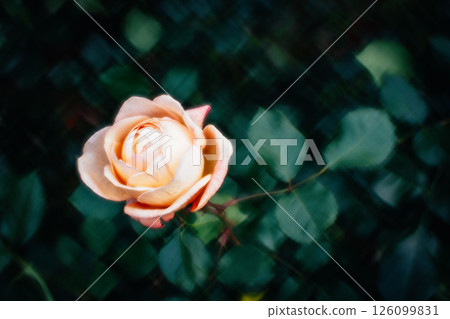 玫瑰 126099831