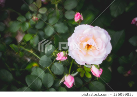 玫瑰 玫瑰 126099833