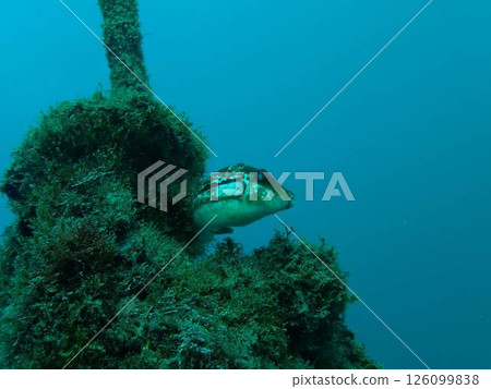 河豚魚 河豚魚 126099838