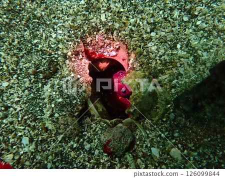 Who is hiding in this hole? Who is hiding in this hole? 126099844