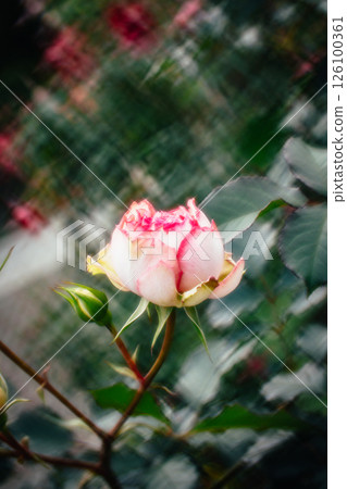 rose rose 126100361
