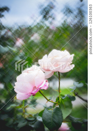 玫瑰 126100363