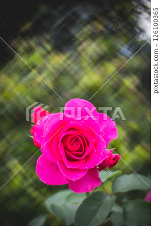 rose 126100365