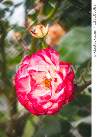 rose rose 126100368