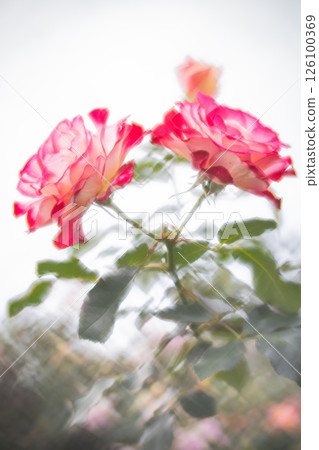 rose rose 126100369