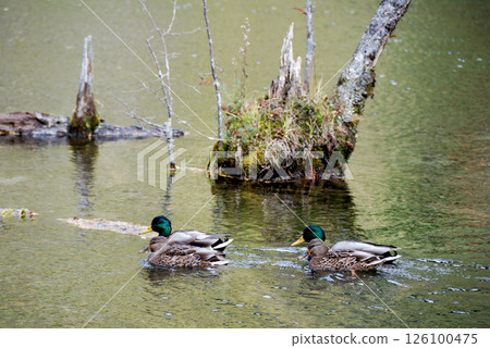 Mallard duck @Kamikochi azusa-river / Mallard duck floating on the clear stream of the Azusa River 126100475