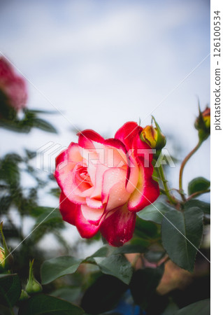 rose rose 126100534