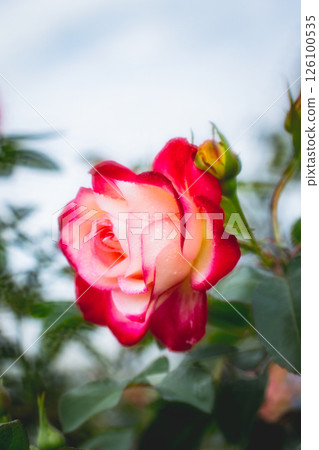 玫瑰 玫瑰 126100535