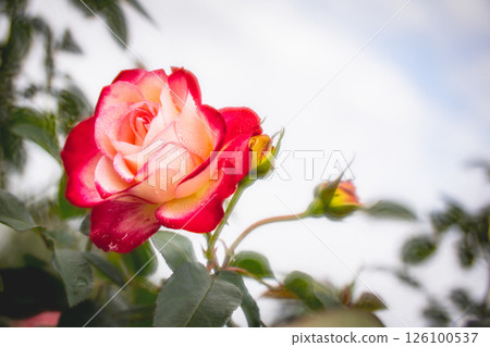 玫瑰 玫瑰 126100537