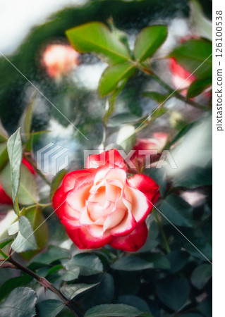 玫瑰 玫瑰 126100538